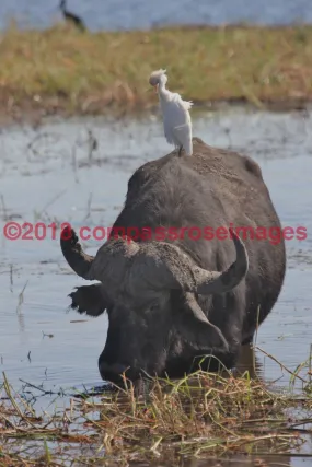 Buffalo, African 7-Canvas